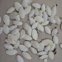 تخمه کدو