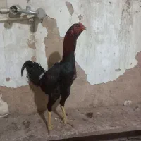 تخم لاری|حیوانات مزرعه|نجف‌آباد, یزدانشهر|دیوار