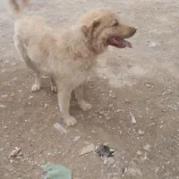 سگ نگهبان|سگ|کرمانشاه, |دیوار