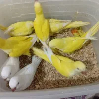 راهب سرلاکی