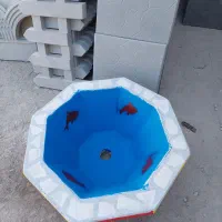 تولیدی حوض|مصالح و تجهیزات ساختمان|تایباد, |دیوار