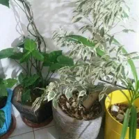 سرگرمی فراغت کلکسیون گل