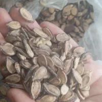 عمده فروشی|عمده‌فروشی|شیراز, دانشکده کشاورزی دانشگاه شیراز|دیوار