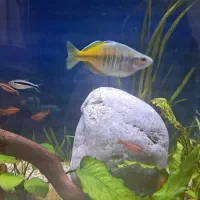 ماهی آکواریومی زینتی