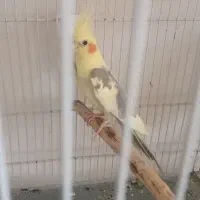 عروس هلندی دوکت