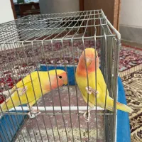 ۳جفت کوتوله برزیلی