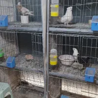 قفس کبوتر،گربه،خرگوش