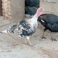 بوقلمون کردی
