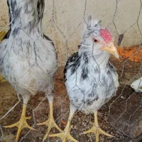 خروس گلین لری 40تاج ریشو
