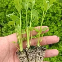 نشا گوجه فلفل بادمجان هندوانه و..‌.