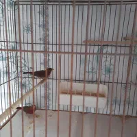 پرنده|پرنده|رشت, پارک شهر|دیوار