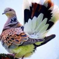 پرنده وارداتی پرندگان واردات پرنده زیبا باغ لاکچری|پرنده|تهران, آرژانتین|دیوار