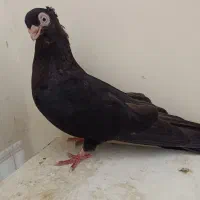 صرب تسو ماده