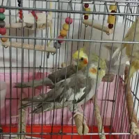 عروس هلندی سه تا
