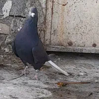 کبوتر  دمسفید نر و  ماده برای فروش