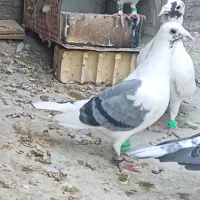 پشتبال سبز گمشده