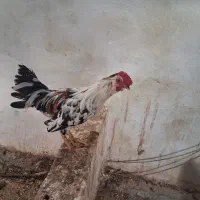خروس گلین