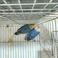 مولدطوطی برزیلی رنگ خاص با 5 جوجه|پرنده|کرمان, |دیوار