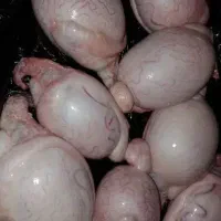 دنبلان گوساله و گوسفندی