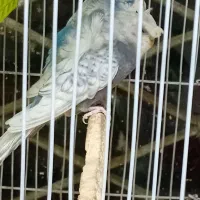 جغدی مرغ عشق انگلیسینرگسی شکلاتی چشم فالو|پرنده|مشهد, شهرک بهارستان|دیوار