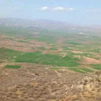 کاه نخود