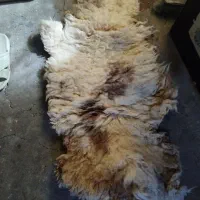 پوست بره یا