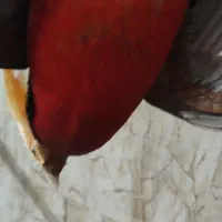 طاووس مصری و مرقاول بلژیکی|پرنده|سبزوار, صالح آباد|دیوار