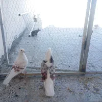 کبوتر پلنگ نباتی|پرنده|دورود, |دیوار