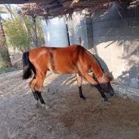 فروش اسب نریان 13ماهه پدر خروش مسافری مادر مارال