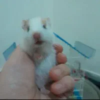 همستر|موش و خرگوش|رفسنجان, |دیوار