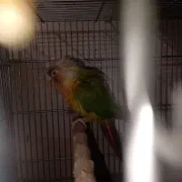 گرینچک مولد در حال تخم.در رباط کریم|پرنده|چهاردانگه (تهران), |دیوار