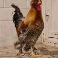 خروس