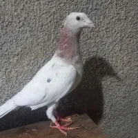 سارهما