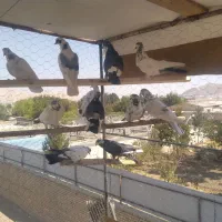کفتر پرشی|پرنده|اصفهان, ارغوانیه|دیوار