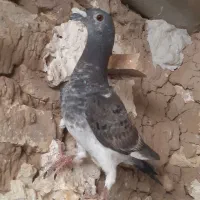 کبوتر|پرنده|طبس, |دیوار