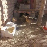 جوجه مرغ آمریکایی نر