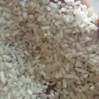 فروش عمده برنج لاشه هاشمی زیر قیمت بازار