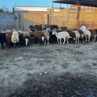 بره چاق کشتاری|حیوانات مزرعه|آق قلا, |دیوار