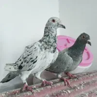 نروماده سرورپلاکی