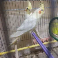 فروش عروس هلندی|پرنده|وراوی, |دیوار