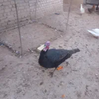 بوقلمون محلی|حیوانات مزرعه|شال, |دیوار