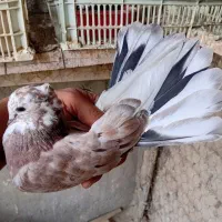 فروش جوجه سرور