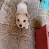 سگ پا کوتاه|سگ|تهران, اباذر|دیوار