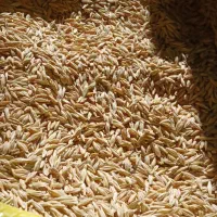 جو آبی جلگه بوجاری و حال خود|خدمات باغبانی و درختکاری|کبودرآهنگ, |دیوار