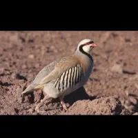 بلدرچین کوهی دانه ۷۰تومن وفروش تخم نطفه دار|حیوانات مزرعه|مشهد, جانباز|دیوار