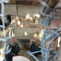 کبوتر زاغ سیستان|پرنده|خاش, |دیوار