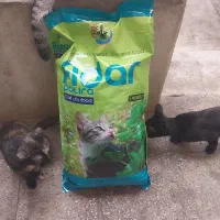 گربه