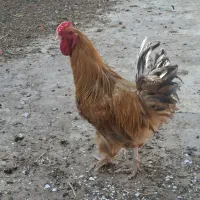 مرغ و خروس برهما