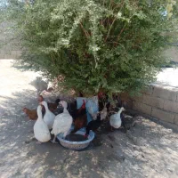 خروس مرغ