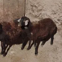 دوبره خونی خوب